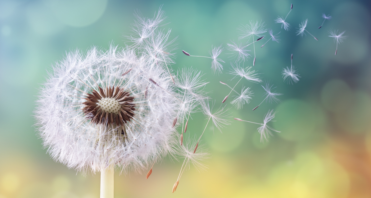 Meditazione Trascendentale: la via più semplice per la felicità